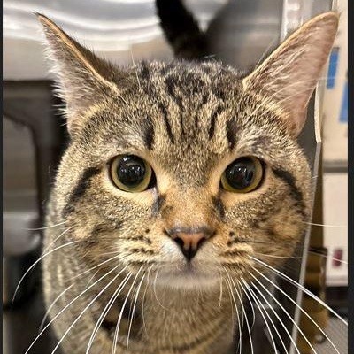 Ted, ADOPTABLE, Adult Male Domestic Short Hair.