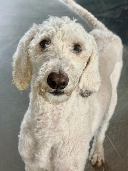 Standard Poodles for Adoption in New Orleans, Louisiana | Petfinder