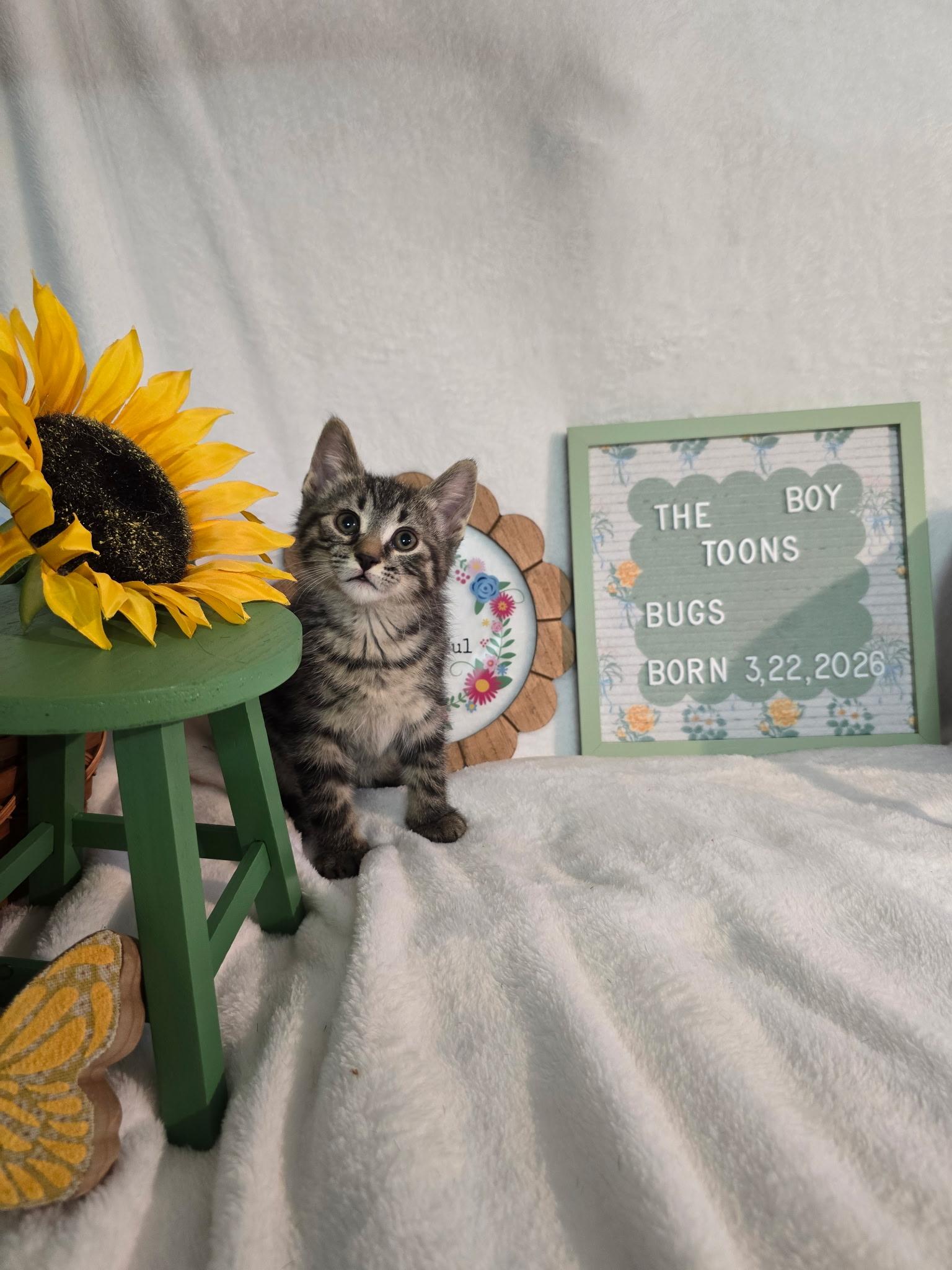 Bugs, ADOPTABLE, Kitten Male Domestic Short Hair.