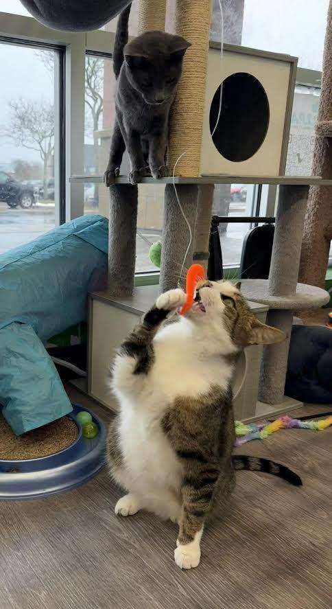 Enlarge Dunkin, a ADOPTABLE Domestic Short Hair in Rochester, NY image 3/5