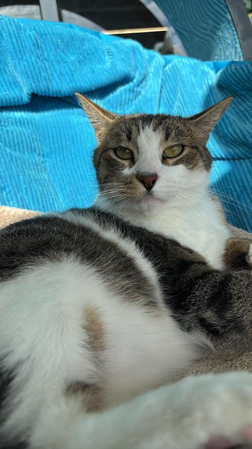 Enlarge Dunkin, a ADOPTABLE Domestic Short Hair in Rochester, NY image 4/5