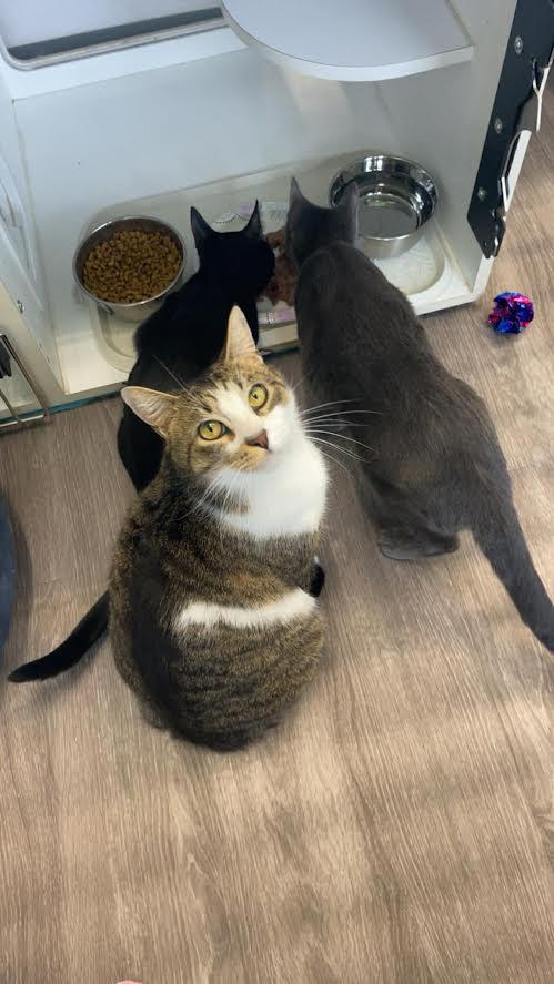 Enlarge Dunkin, a ADOPTABLE Domestic Short Hair in Rochester, NY image 2/5