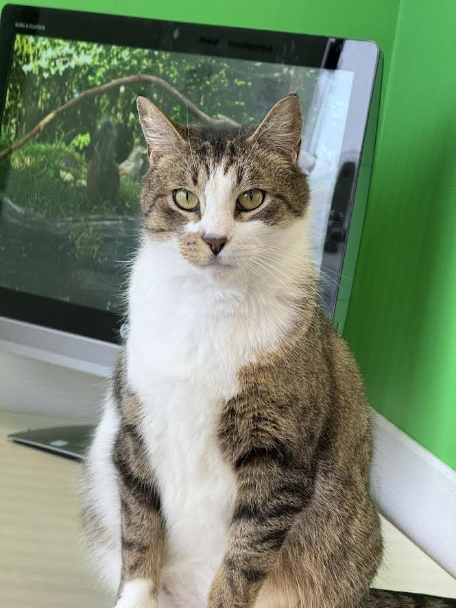 Dunkin, ADOPTABLE, Adult Male Domestic Short Hair.