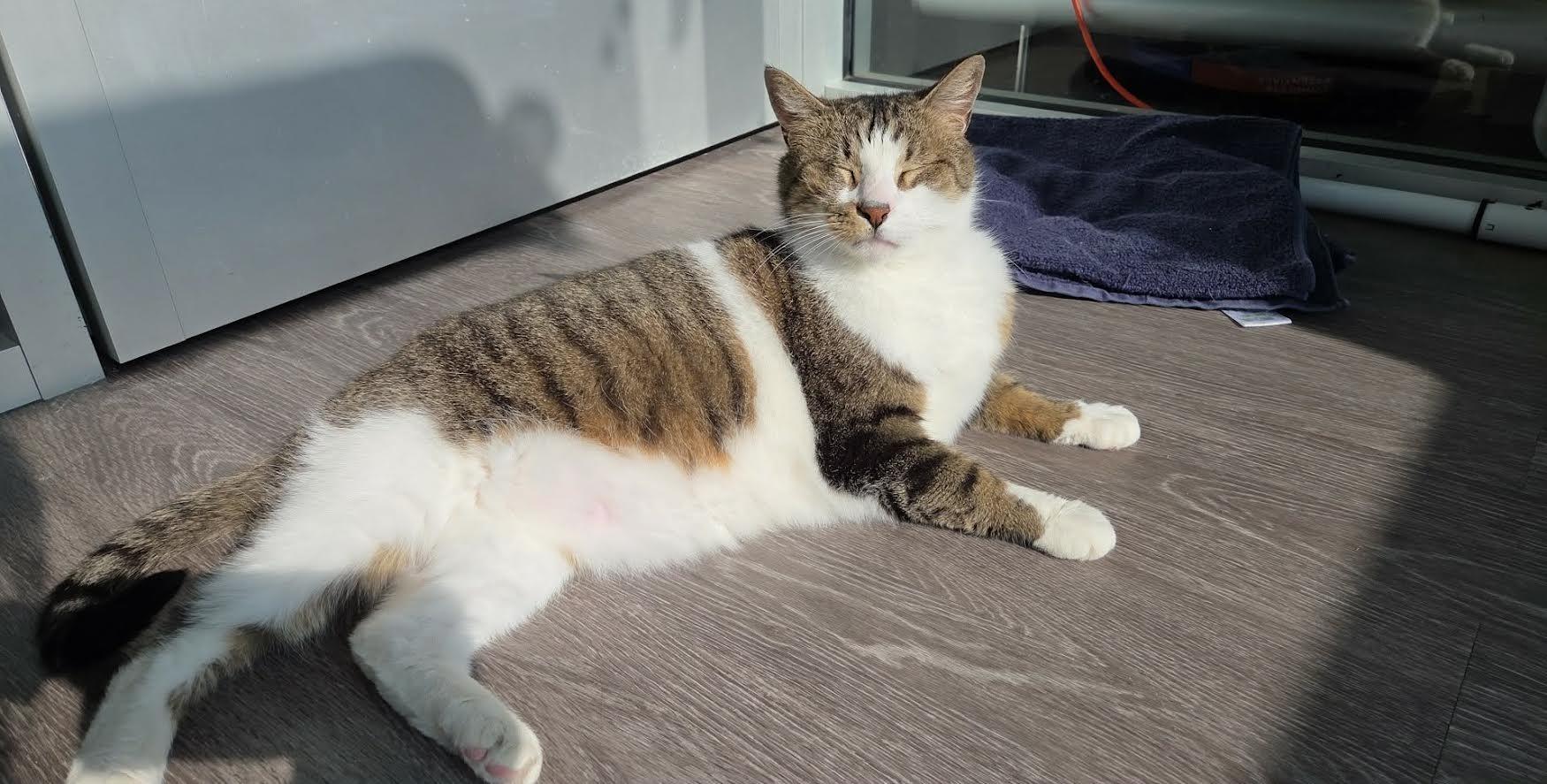 Enlarge Dunkin, a ADOPTABLE Domestic Short Hair in Rochester, NY image 5/5