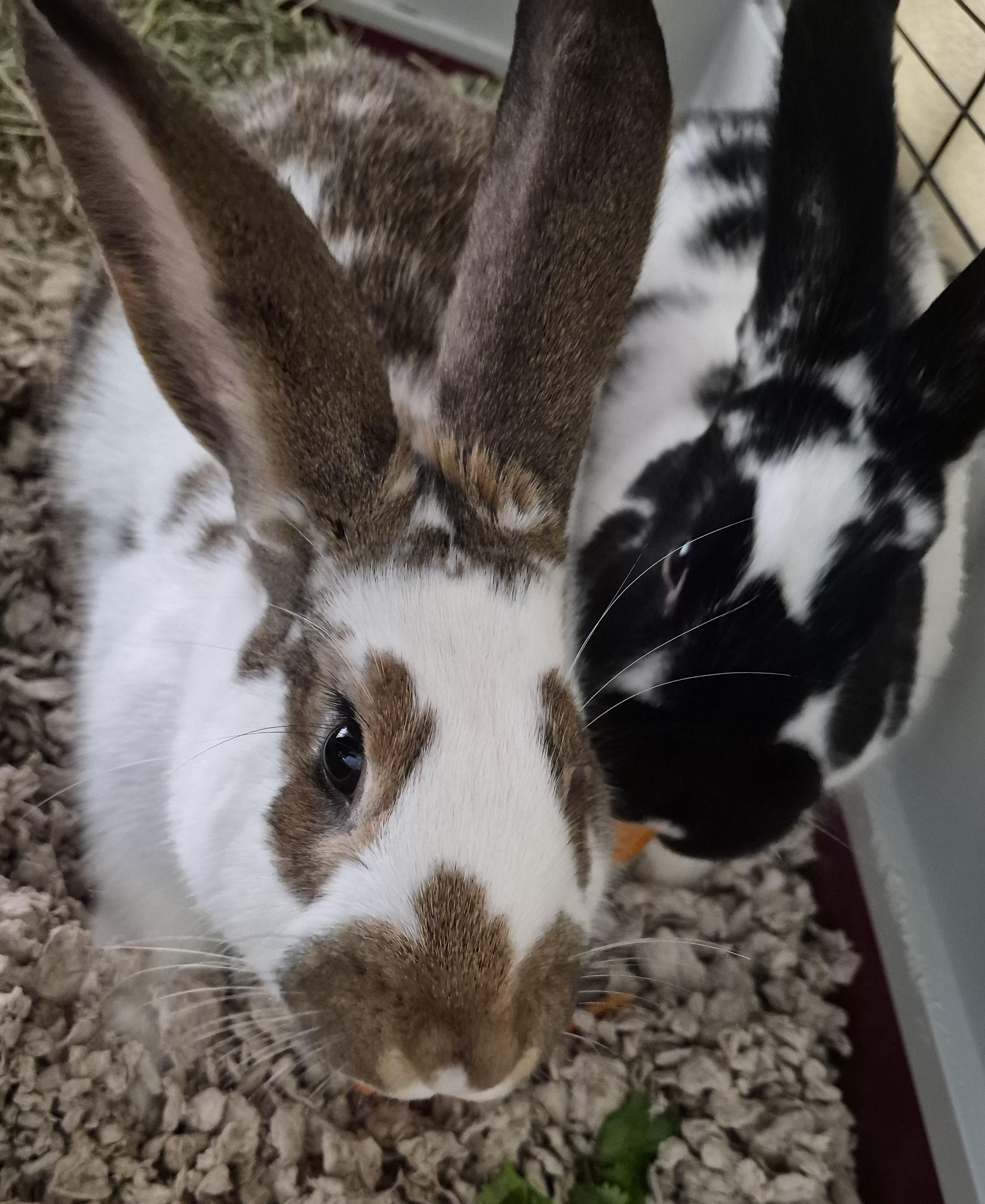 Bonnie and Claudette, adopted, Young Female Mini Rex.