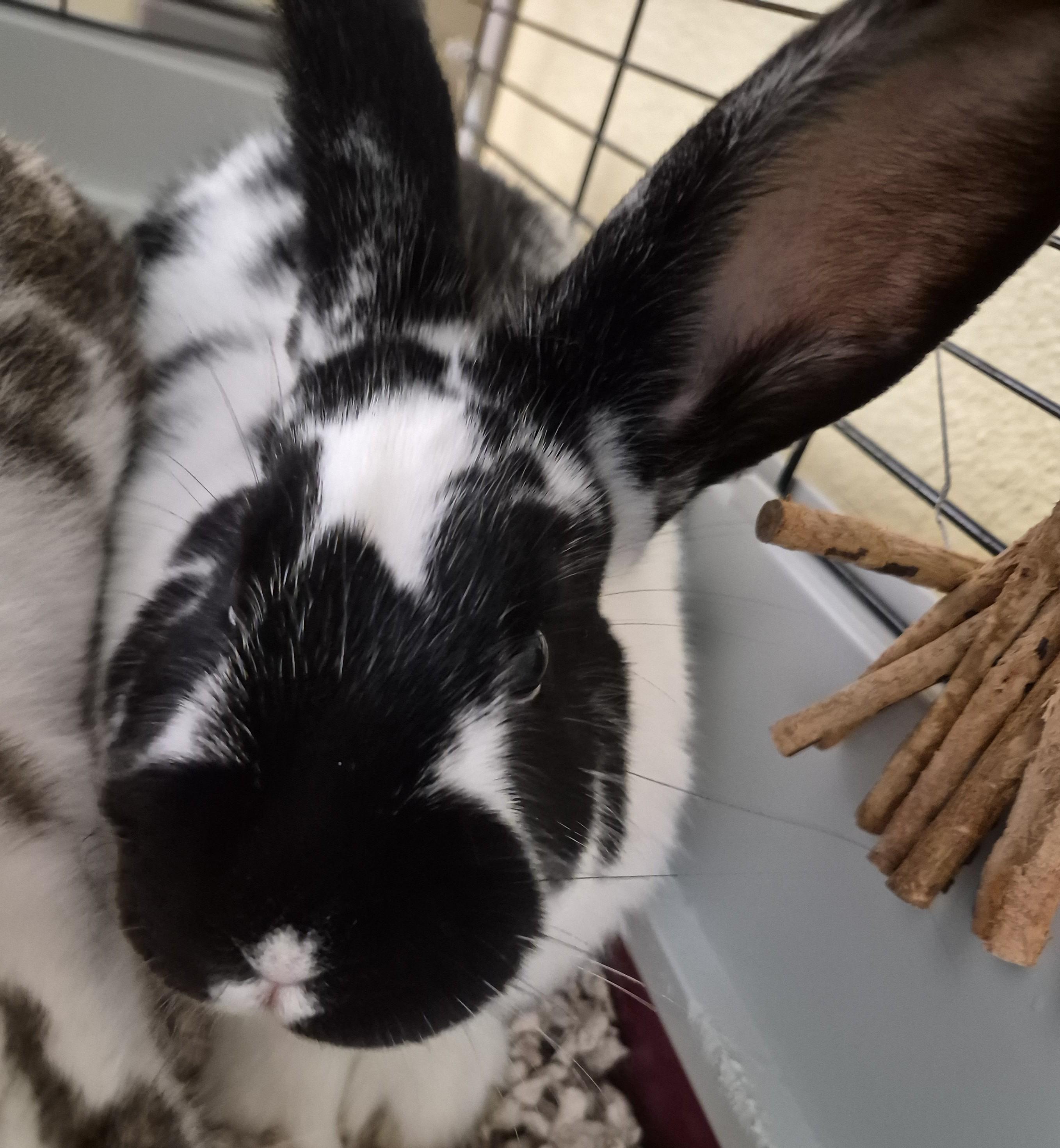Bonnie and Claudette, an adopted Mini Rex in Sierra Vista, AZ image 2/3