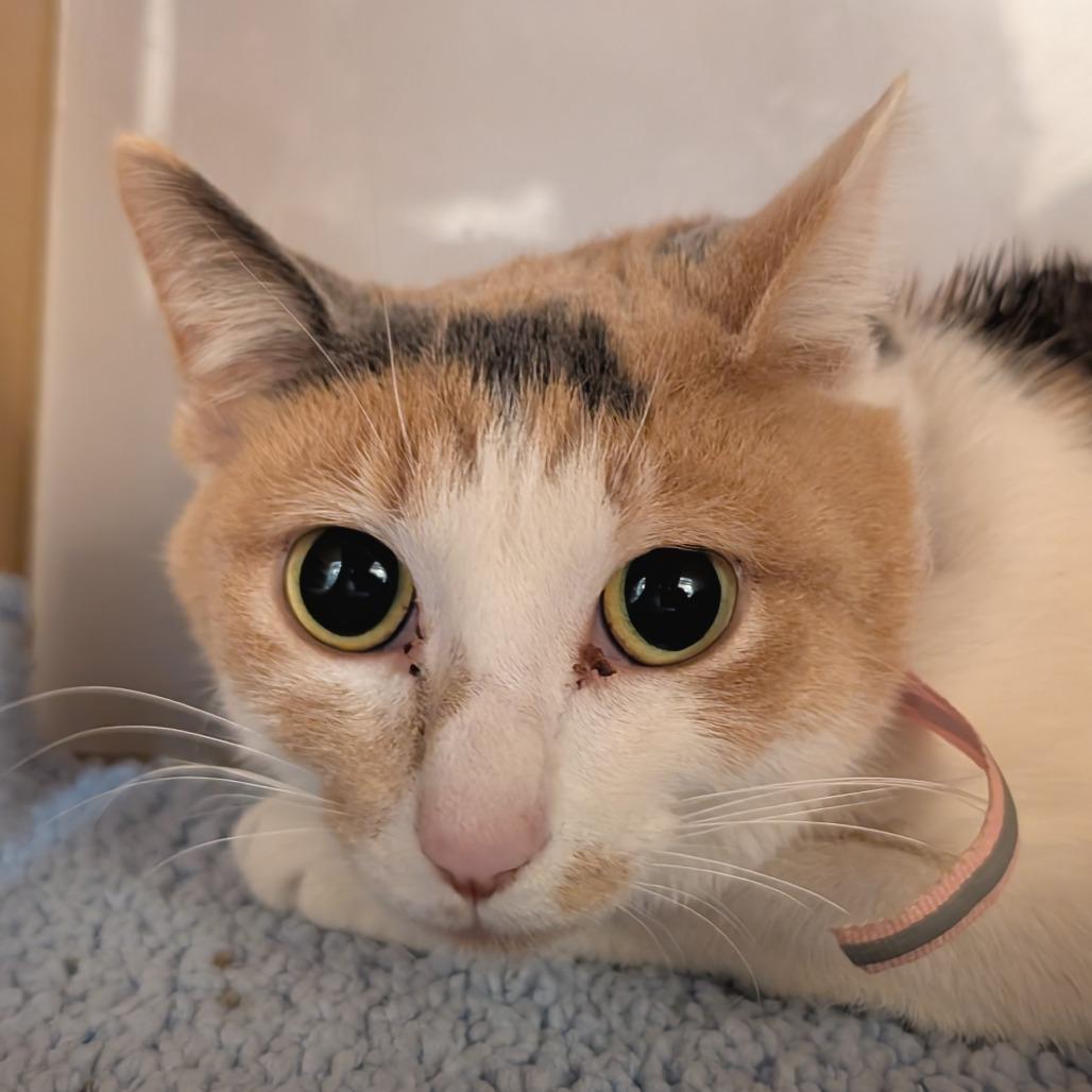 Enlarge Pomme de Terre, a Adoptable Domestic Short Hair in Washington Township, OH image 1/6