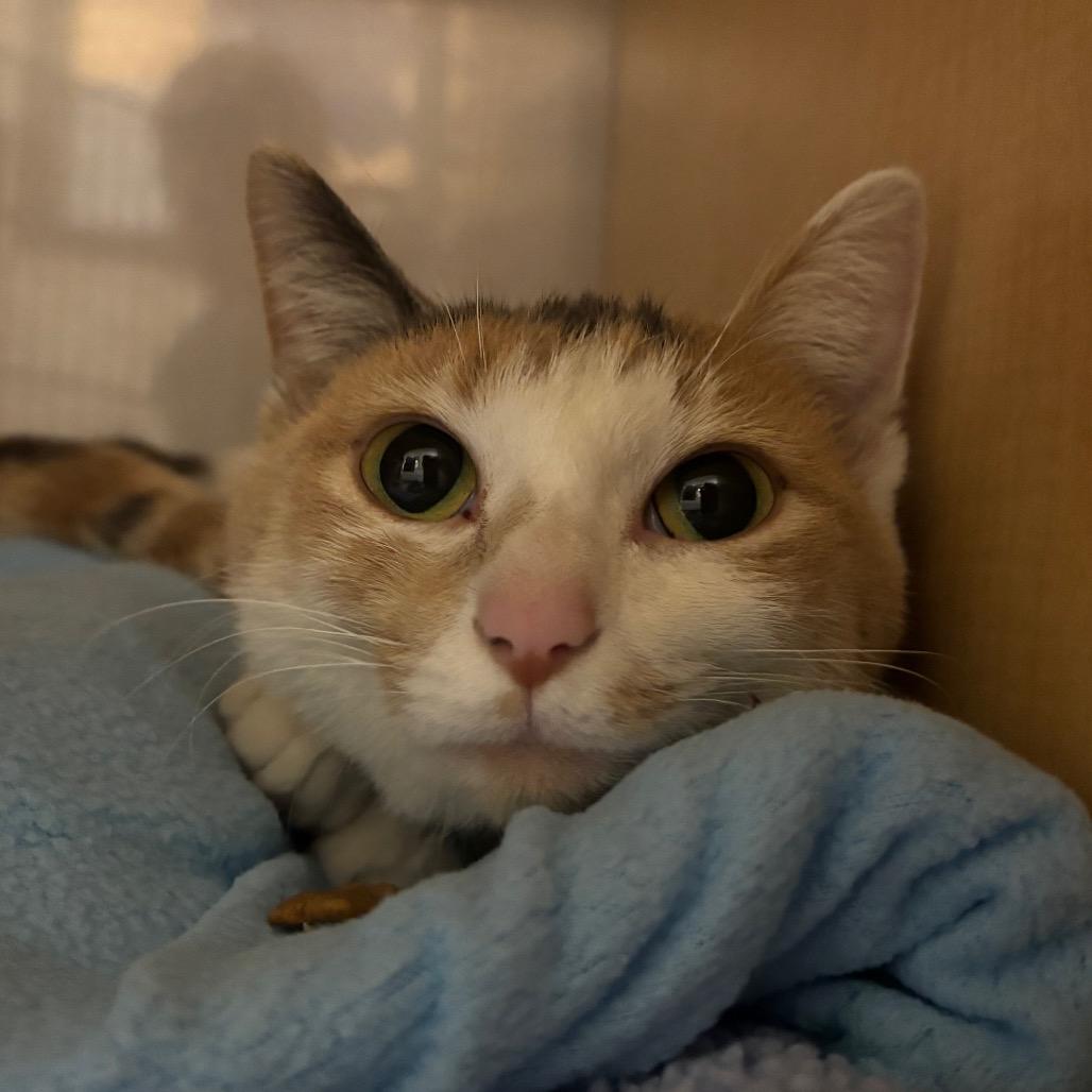 Enlarge Pomme de Terre, a Adoptable Domestic Short Hair in Washington Township, OH image 2/6