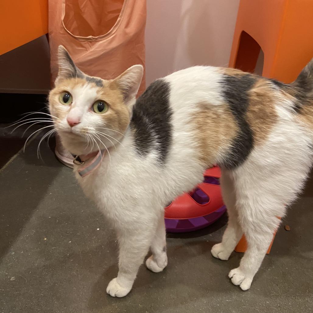 Enlarge Pomme de Terre, a Adoptable Domestic Short Hair in Washington Township, OH image 3/6