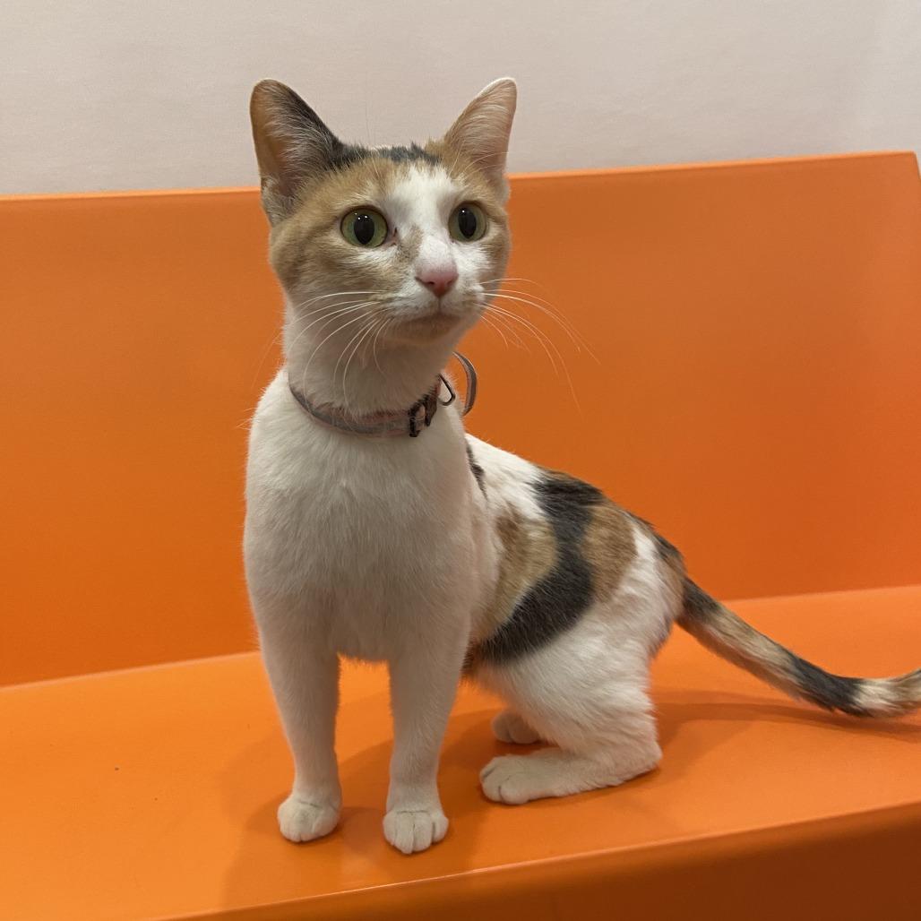 Enlarge Pomme de Terre, a Adoptable Domestic Short Hair in Washington Township, OH image 4/6