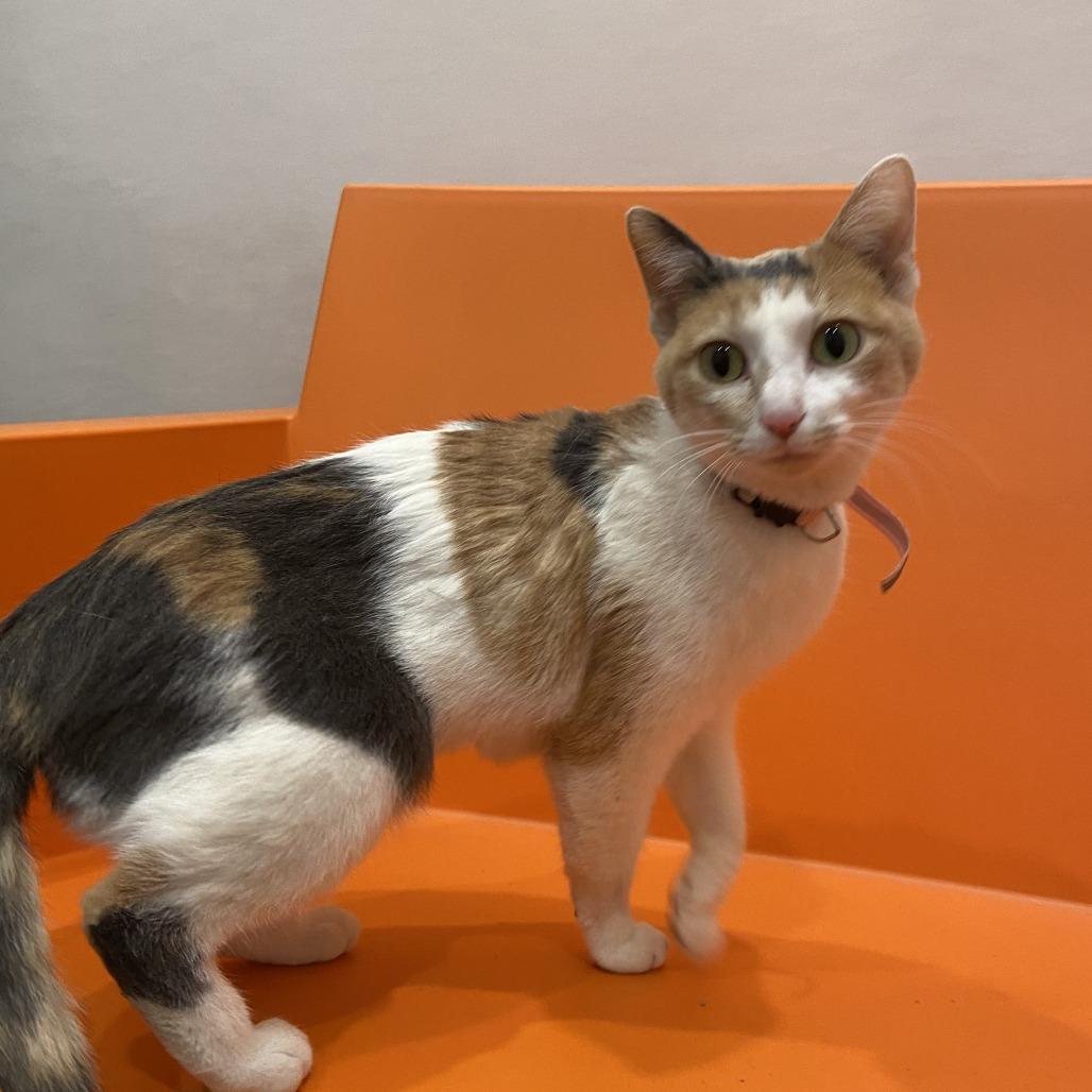 Enlarge Pomme de Terre, a Adoptable Domestic Short Hair in Washington Township, OH image 5/6