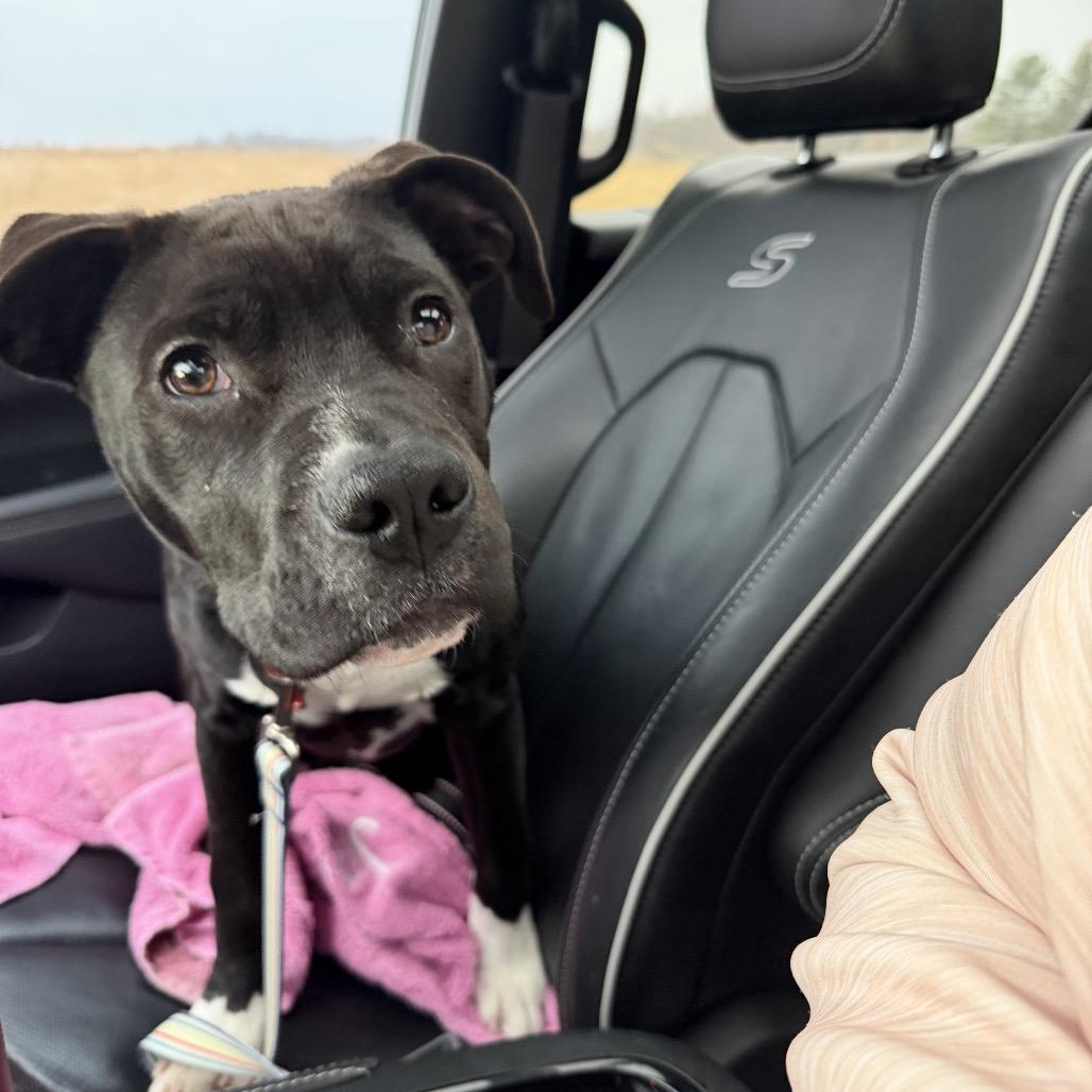 Enlarge Asher, a Adoptable Mixed Breed in Avon, OH image 1/5