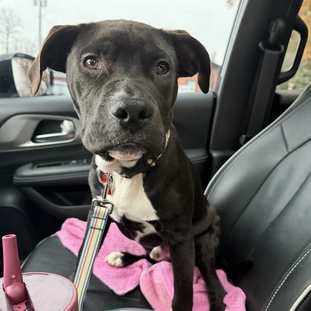 Enlarge Asher, a Adoptable Mixed Breed in Avon, OH image 3/5