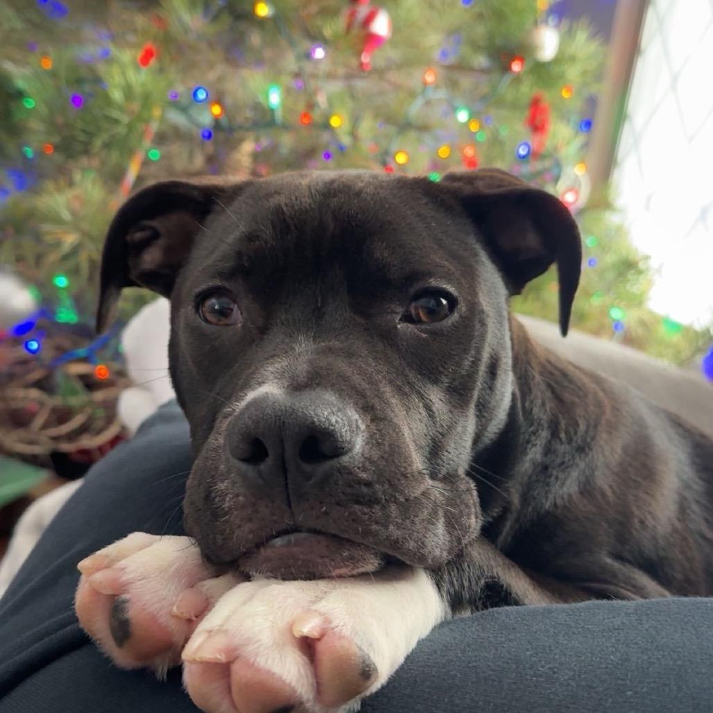 Enlarge Asher, a Adoptable Mixed Breed in Avon, OH image 4/6