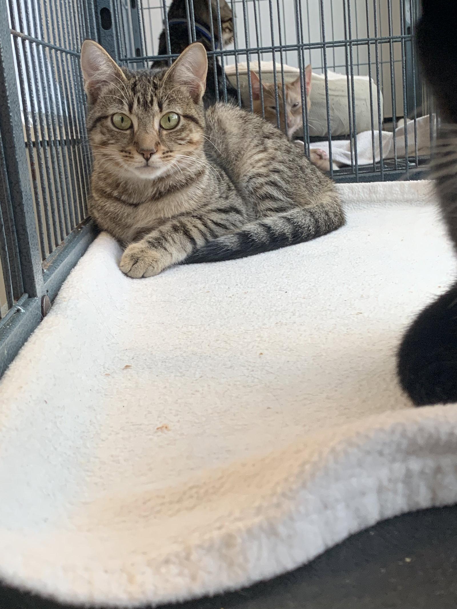 Chicken, Adoptable, Kitten Female Domestic Short Hair.