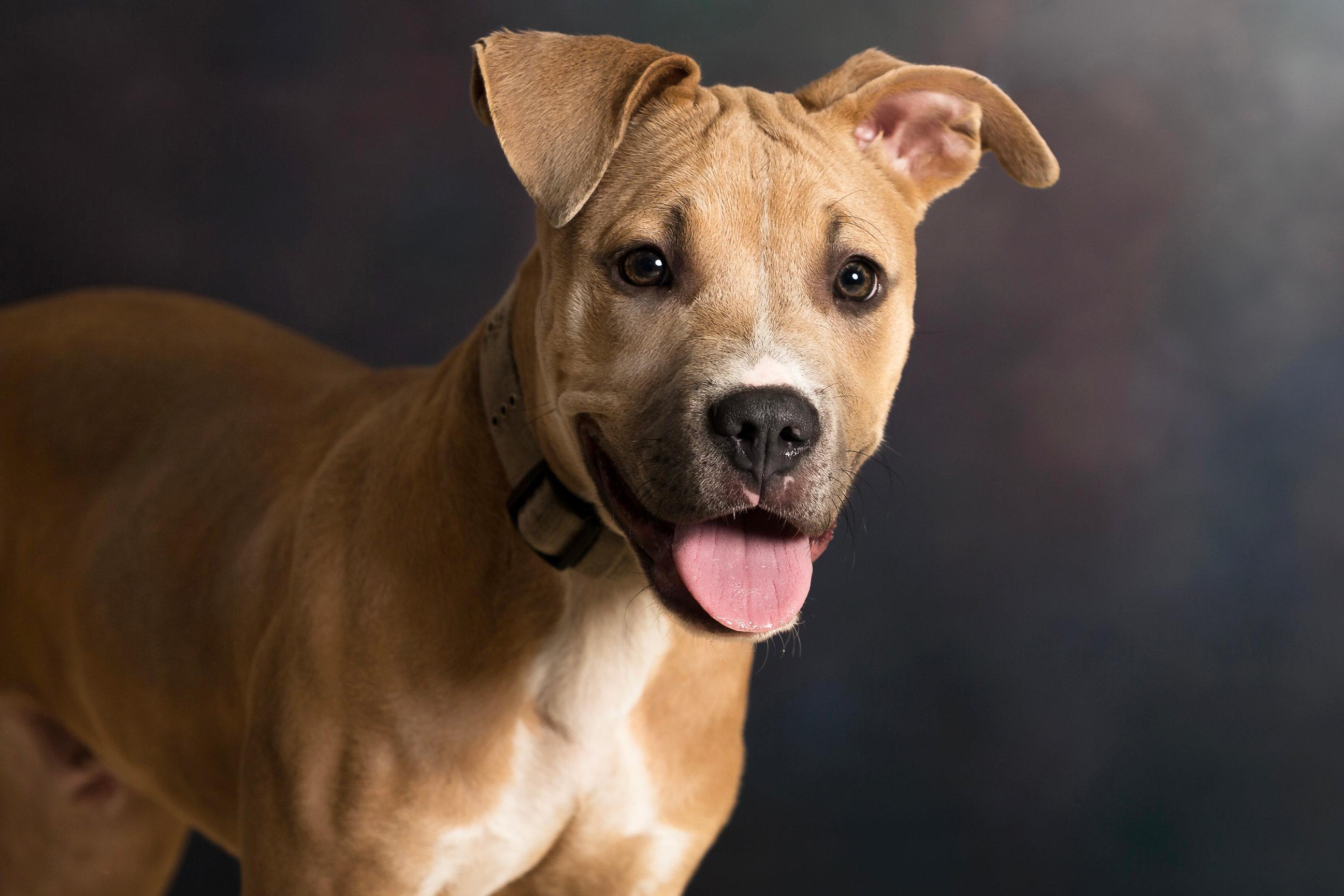 Enlarge Pancake, an adopted Pit Bull Terrier in Seville, OH image 1/2