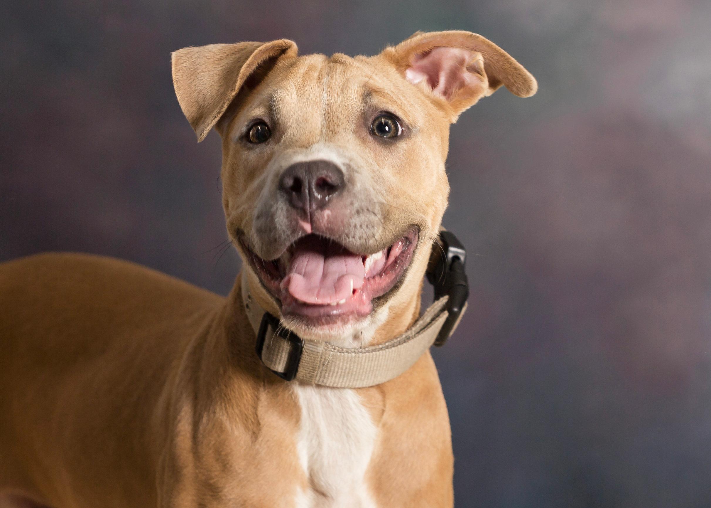 Enlarge Pancake, an adopted Pit Bull Terrier in Seville, OH image 2/2