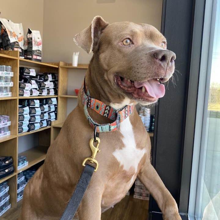 Drexie, a Adoptable Pit Bull Terrier in Middletown, OH image 1/3