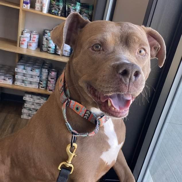 Drexie, a Adoptable Pit Bull Terrier in Middletown, OH image 2/3