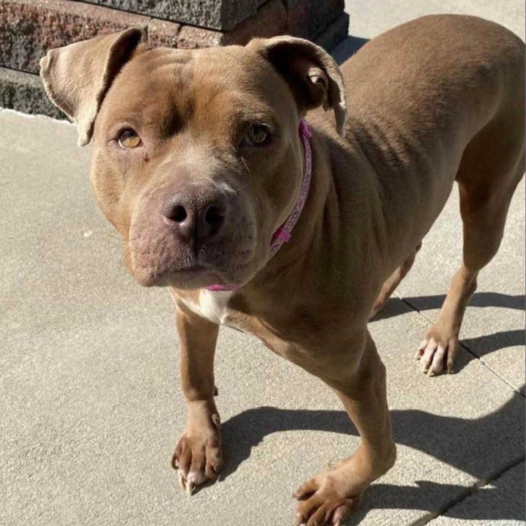 Drexie, a Adoptable Pit Bull Terrier in Middletown, OH image 3/3