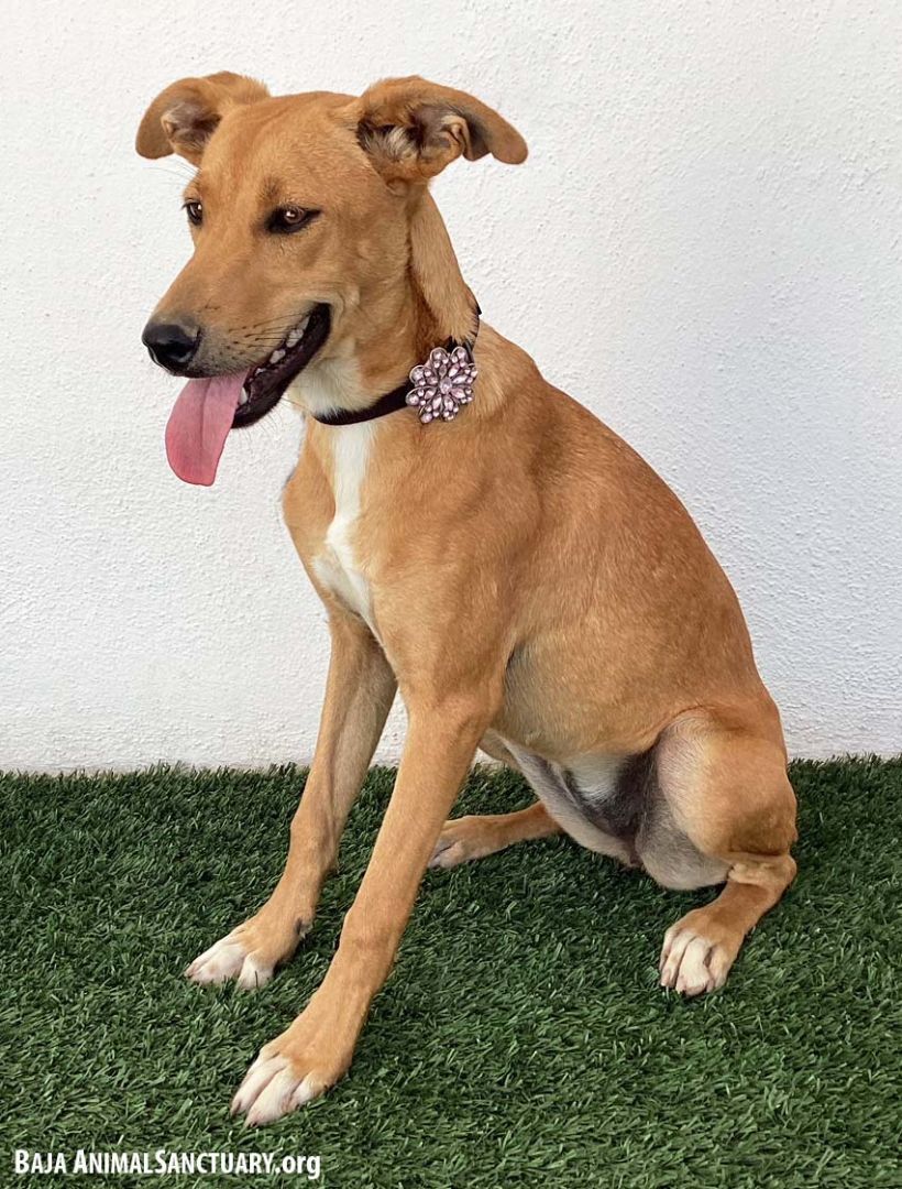 Phyllis, a Adoptable mixed breed in San Diego, CA image 5/6