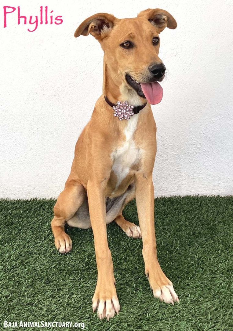 Phyllis, a Adoptable mixed breed in San Diego, CA image 1/6