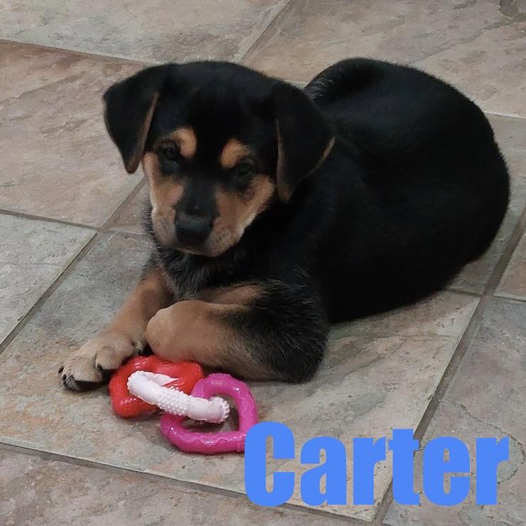 Carter, adopted, Puppy Male Hound & Mixed Breed.