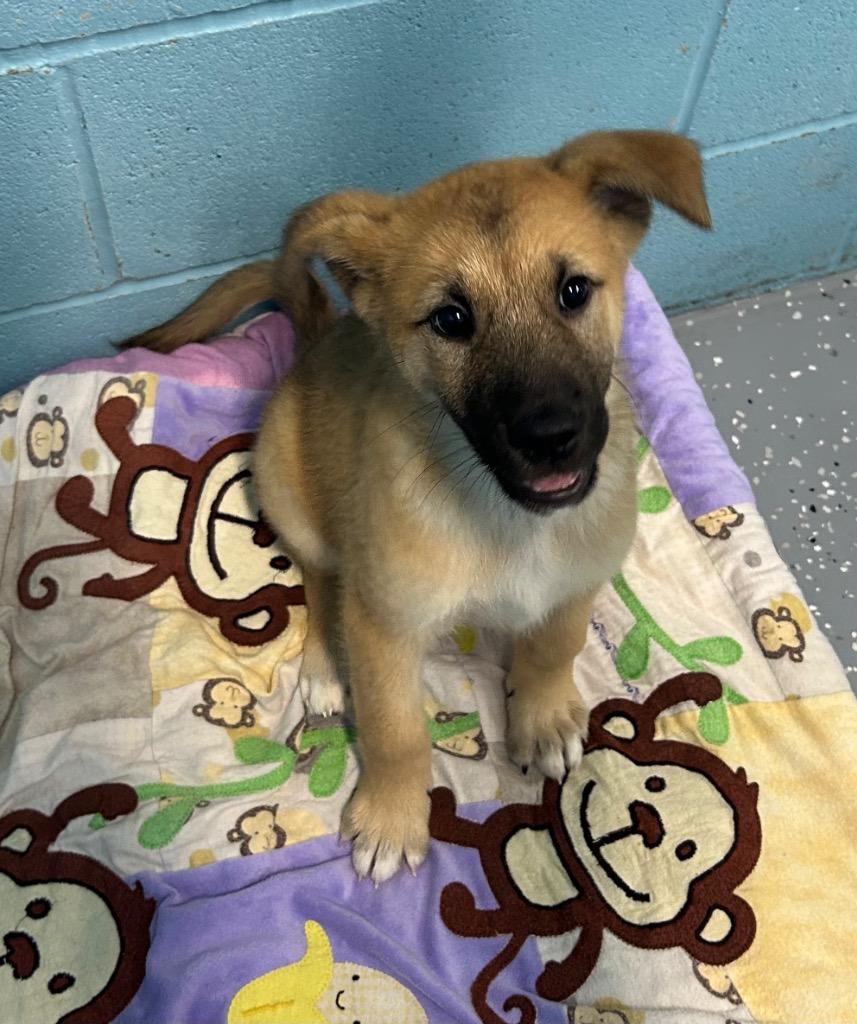 Sister, a Adoptable mixed breed in Seven Points, TX image 2/2