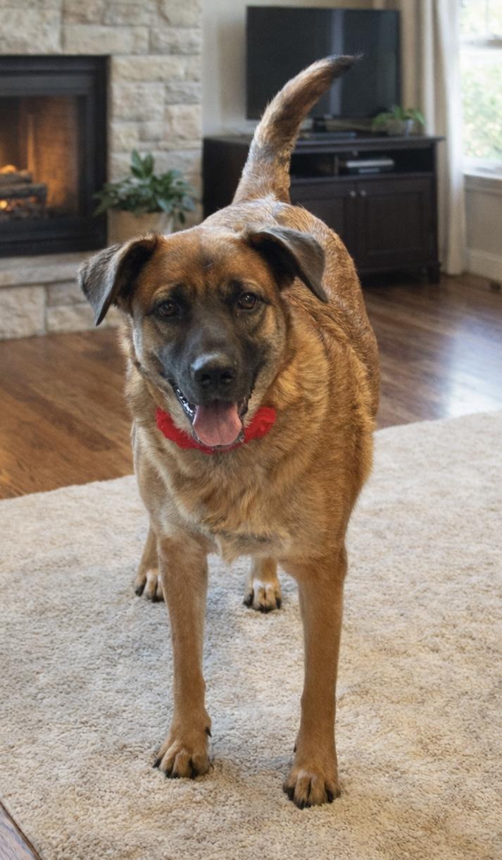 Enlarge Candy, a ADOPTABLE mixed breed in Phoenix, AZ image 2/3