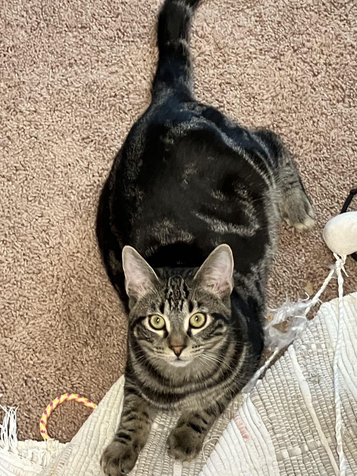 Enlarge Ringo, a Adoptable mixed breed in St Paul, MN image 1/1