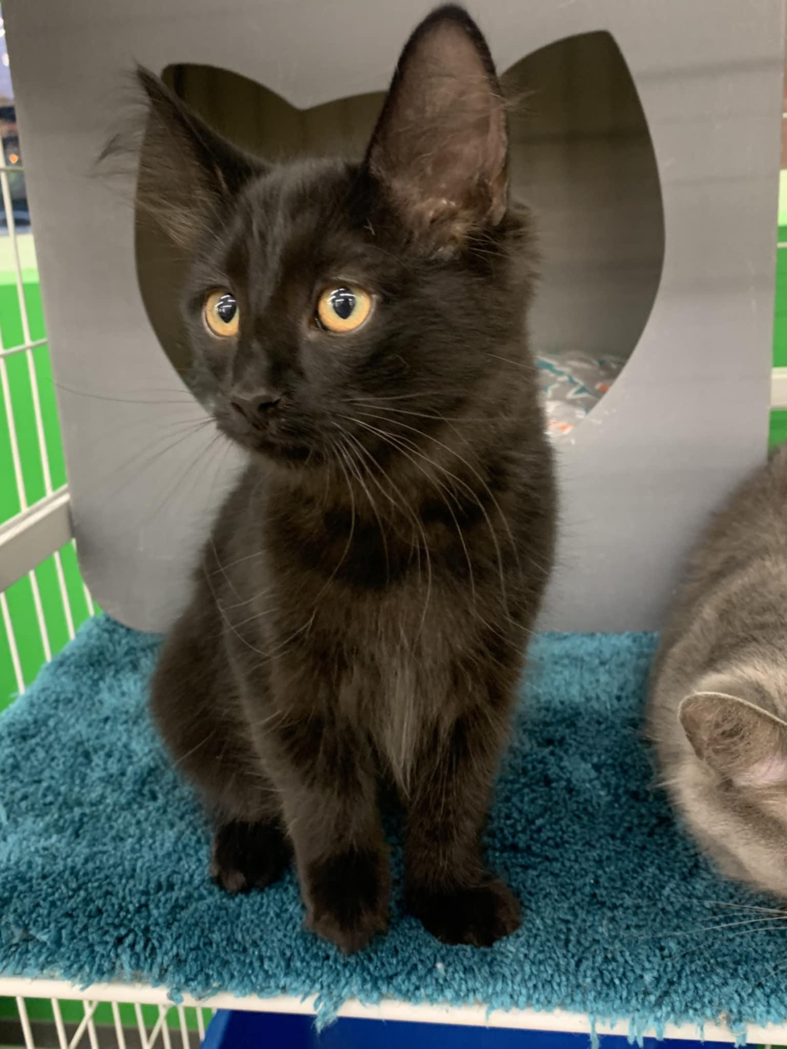 Enlarge Dublin, a Adopted Domestic Medium Hair in Solon, OH image 5/6