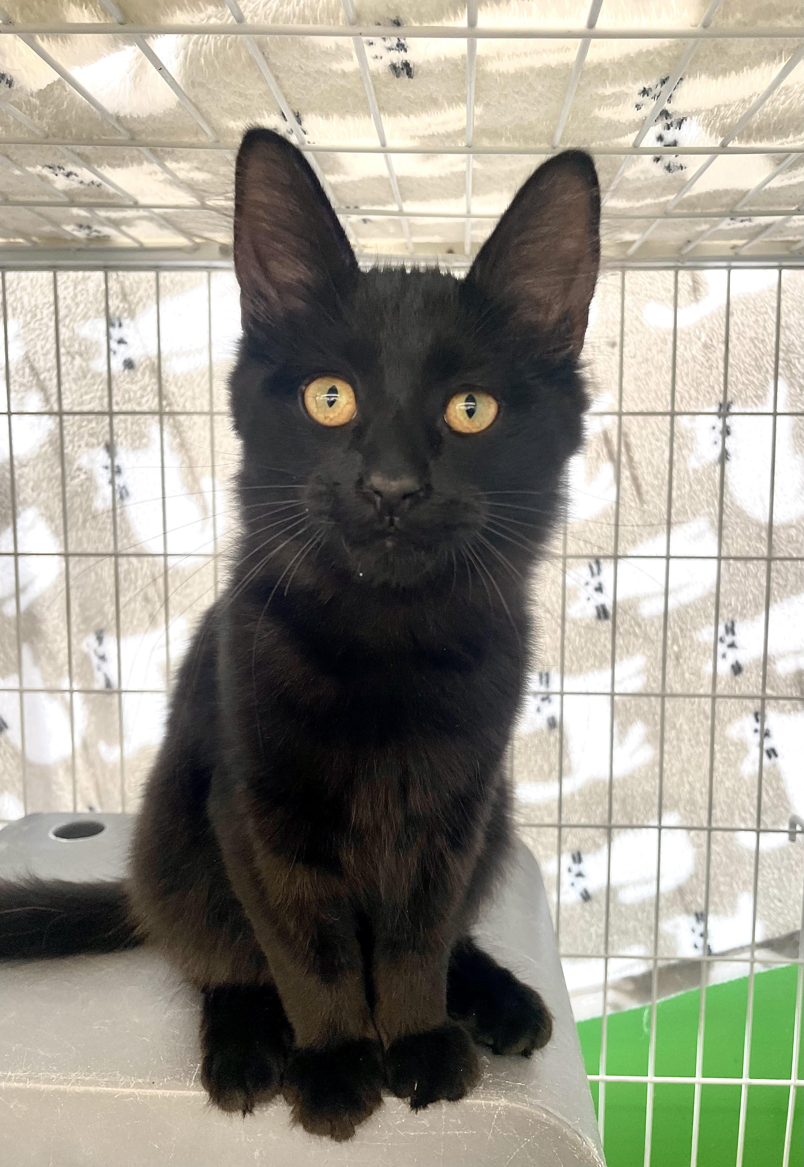 Enlarge Dublin, a Adopted Domestic Medium Hair in Solon, OH image 3/6