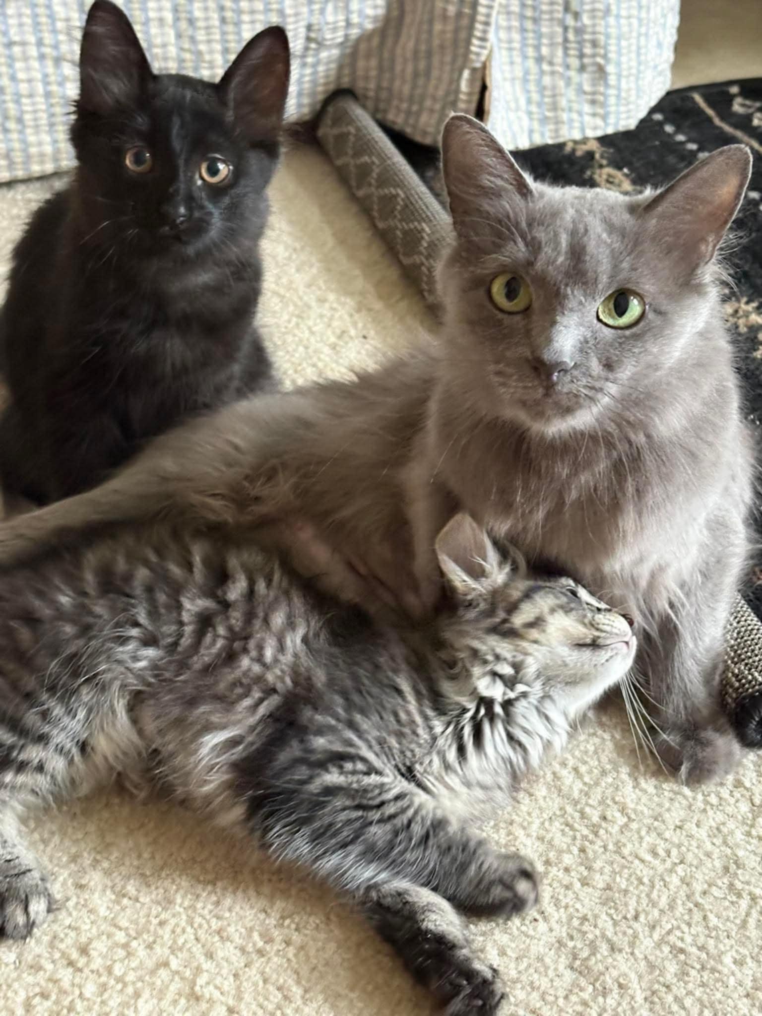 Enlarge Dublin, a Adopted Domestic Medium Hair in Solon, OH image 6/6