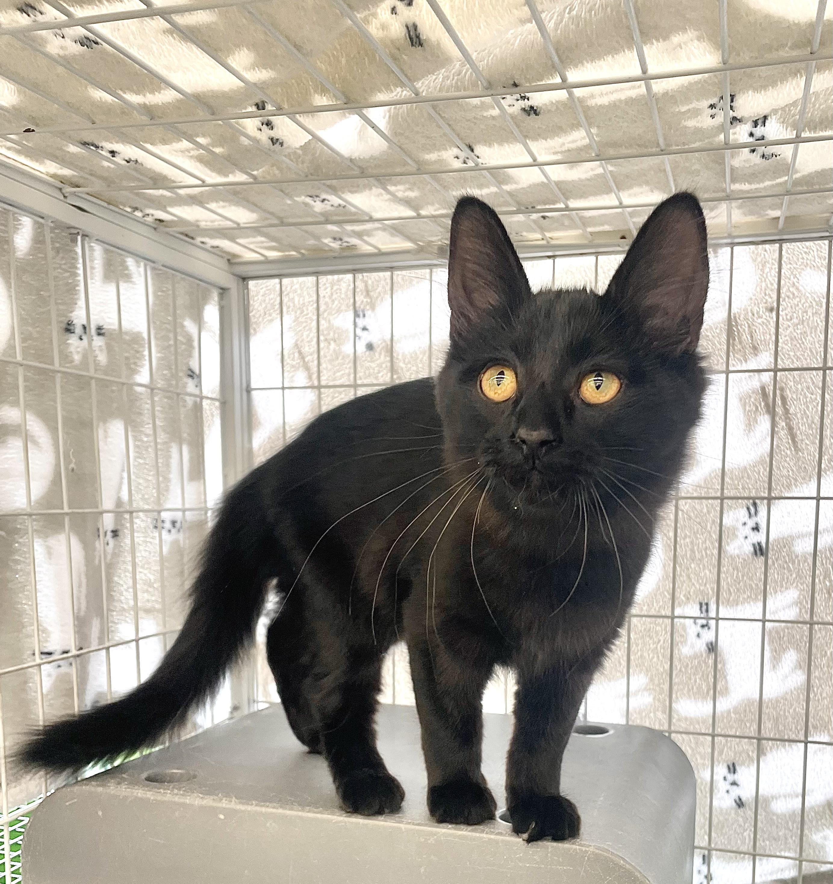 Enlarge Dublin, a Adopted Domestic Medium Hair in Solon, OH image 1/6