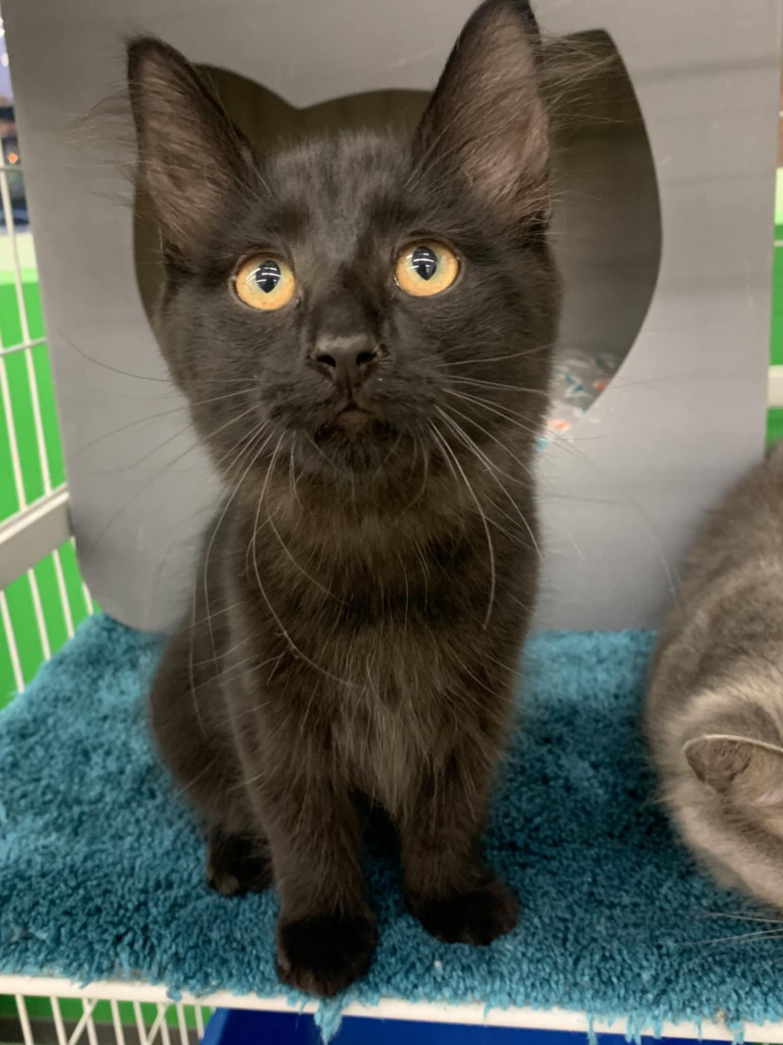 Enlarge Dublin, a Adopted Domestic Medium Hair in Solon, OH image 4/6