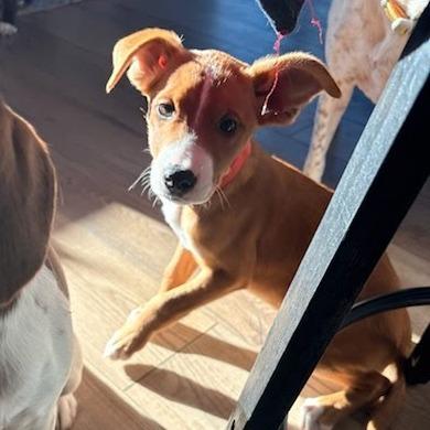 Buttercup, Adoptable, Puppy Female Pit Bull Terrier.