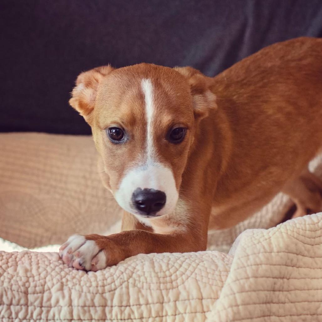 Buttercup, a Adoptable Pit Bull Terrier in Belleville, IL image 2/6