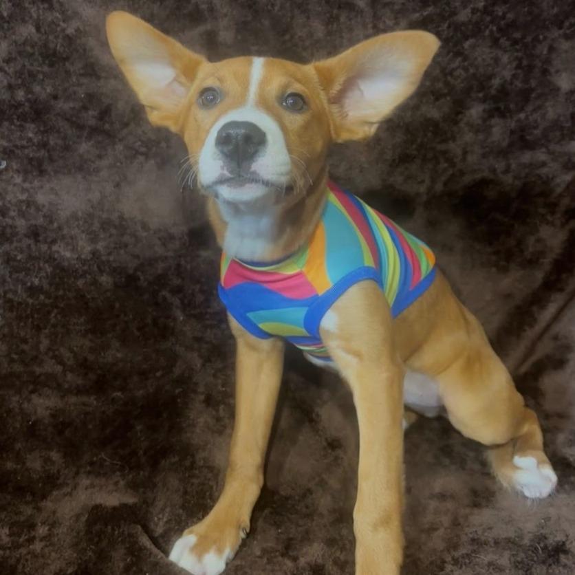 Buttercup, a Adoptable Pit Bull Terrier in Belleville, IL image 3/6