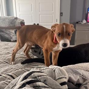 Buttercup, a Adoptable Pit Bull Terrier in Belleville, IL image 6/6