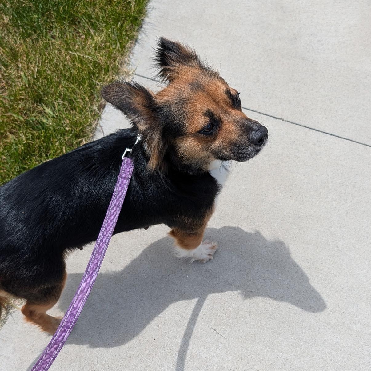 Flamingo, adopted, Young Female Australian Shepherd & Jack Russell Terrier.