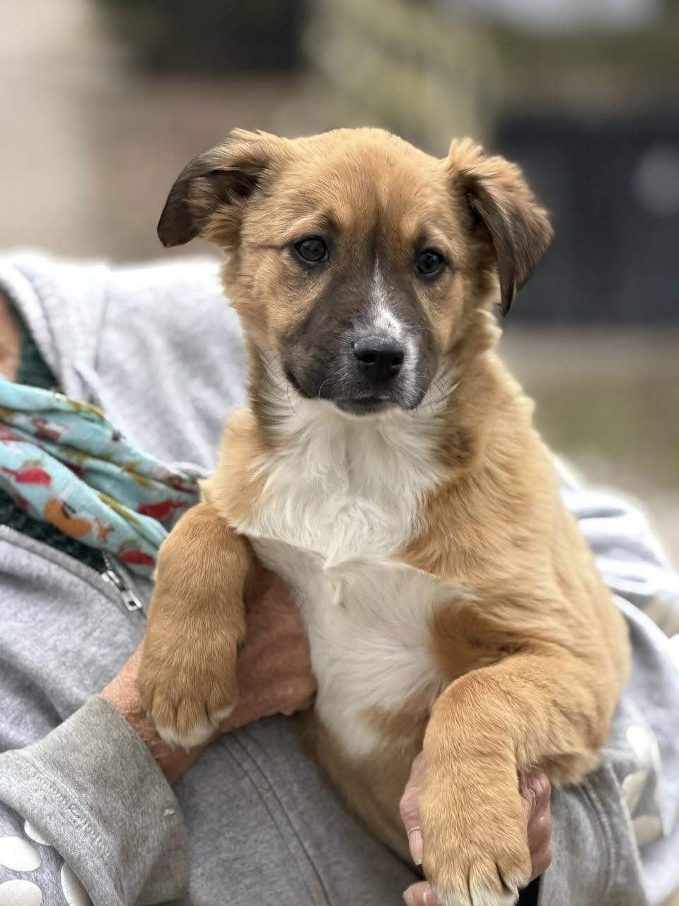 Holiday Pups  Mary thumbnail 3