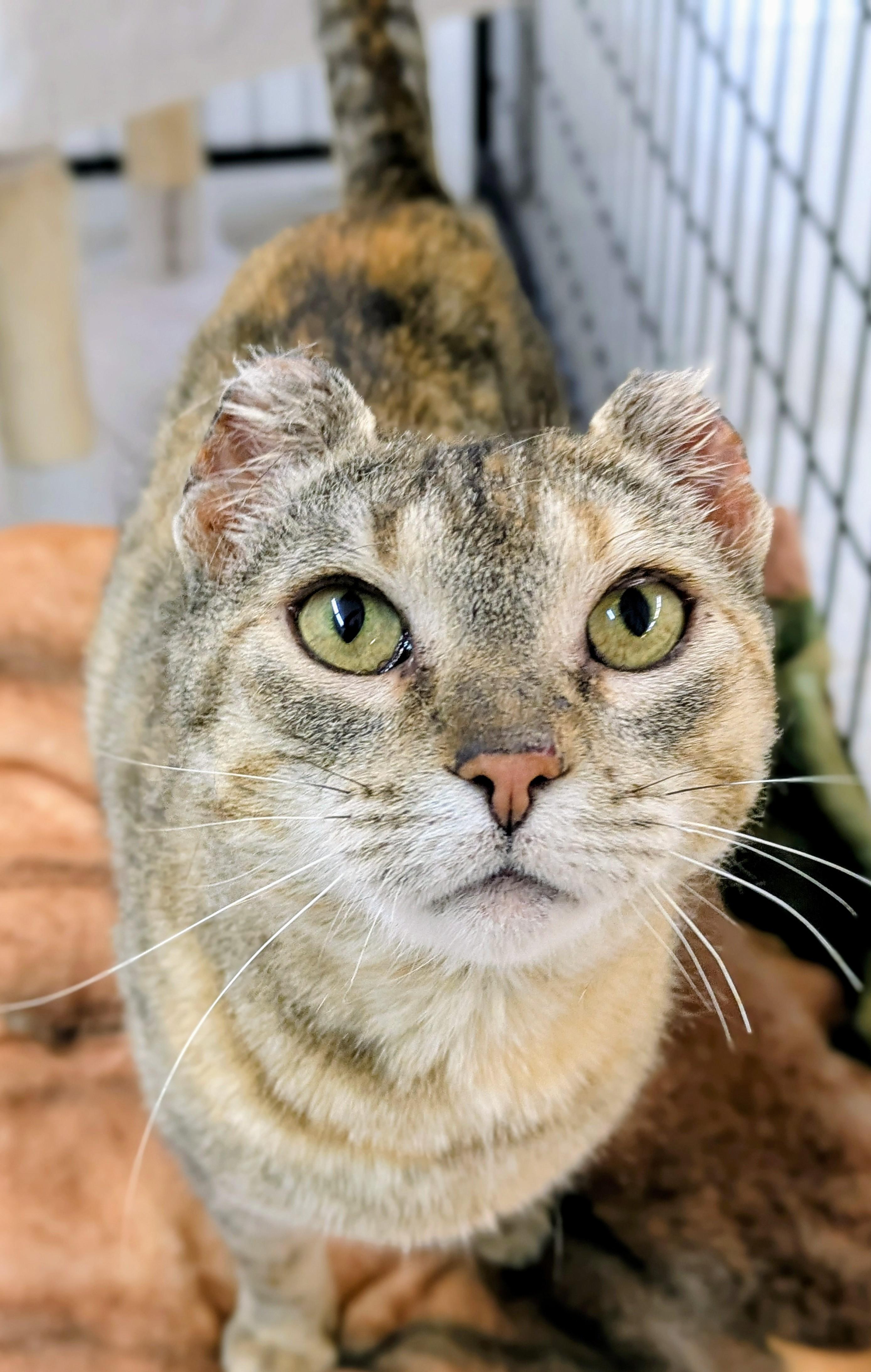 Cauliflower, ADOPTABLE, Adult Female Domestic Short Hair.
