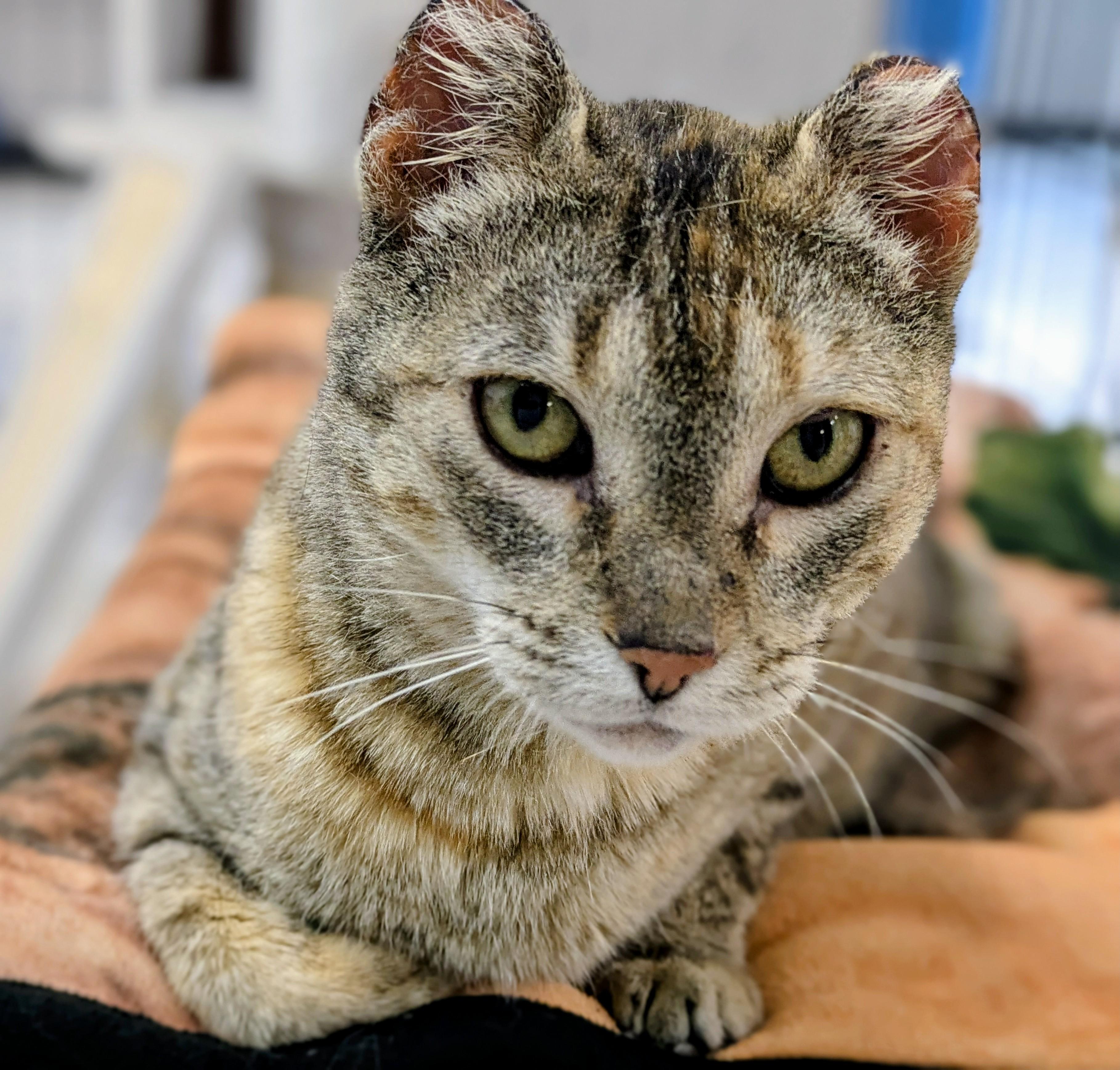 Enlarge Cauliflower, a ADOPTABLE mixed breed in Bonnyville, AB image 2/2