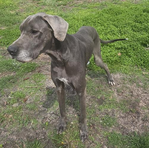 Blue, Adoptable, Adult Male Great Dane.