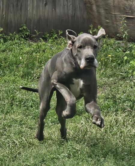 Enlarge Blue, a Adoptable Great Dane in McKinney, TX image 2/3