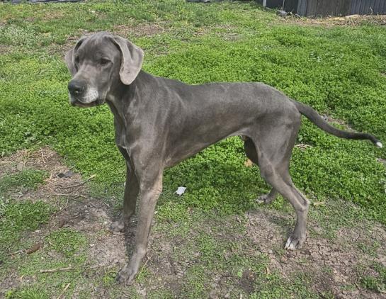 Enlarge Blue, a Adoptable Great Dane in McKinney, TX image 3/3