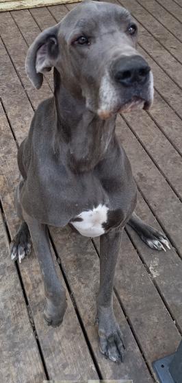 Enlarge Blue, a Adoptable Great Dane in McKinney, TX image 2/2