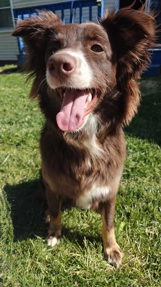 Enlarge 1106 Sienna NKA Mishka, a Adoptable Australian Shepherd in Ringwood, IL image 1/5