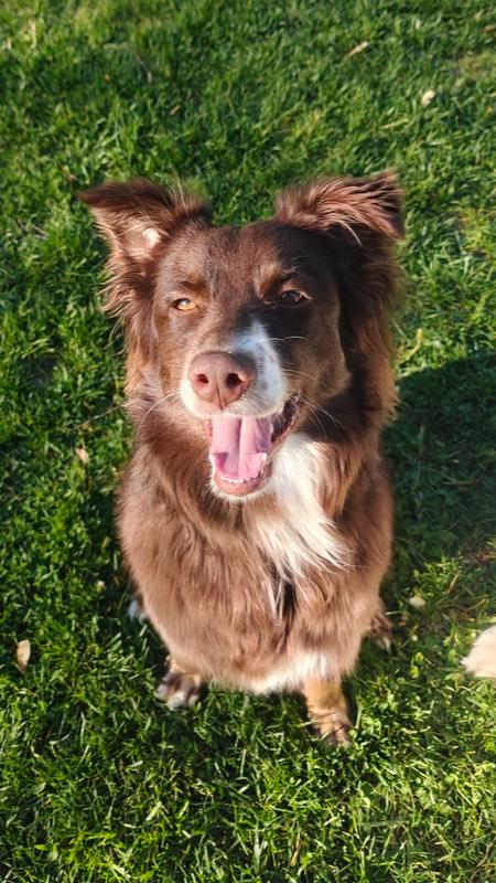 1106 Sienna NKA Mishka, Adoptable, Young Female Australian Shepherd.