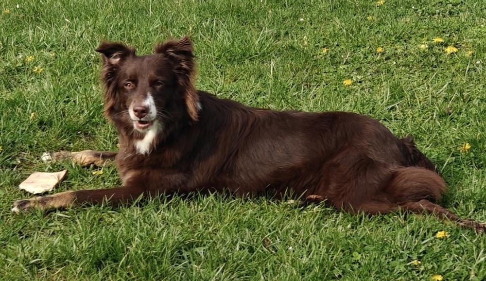 Enlarge 1106 Sienna NKA Mishka, a Adoptable Australian Shepherd in Ringwood, IL image 4/5